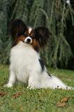 EPAGNEUL PAPILLON 018